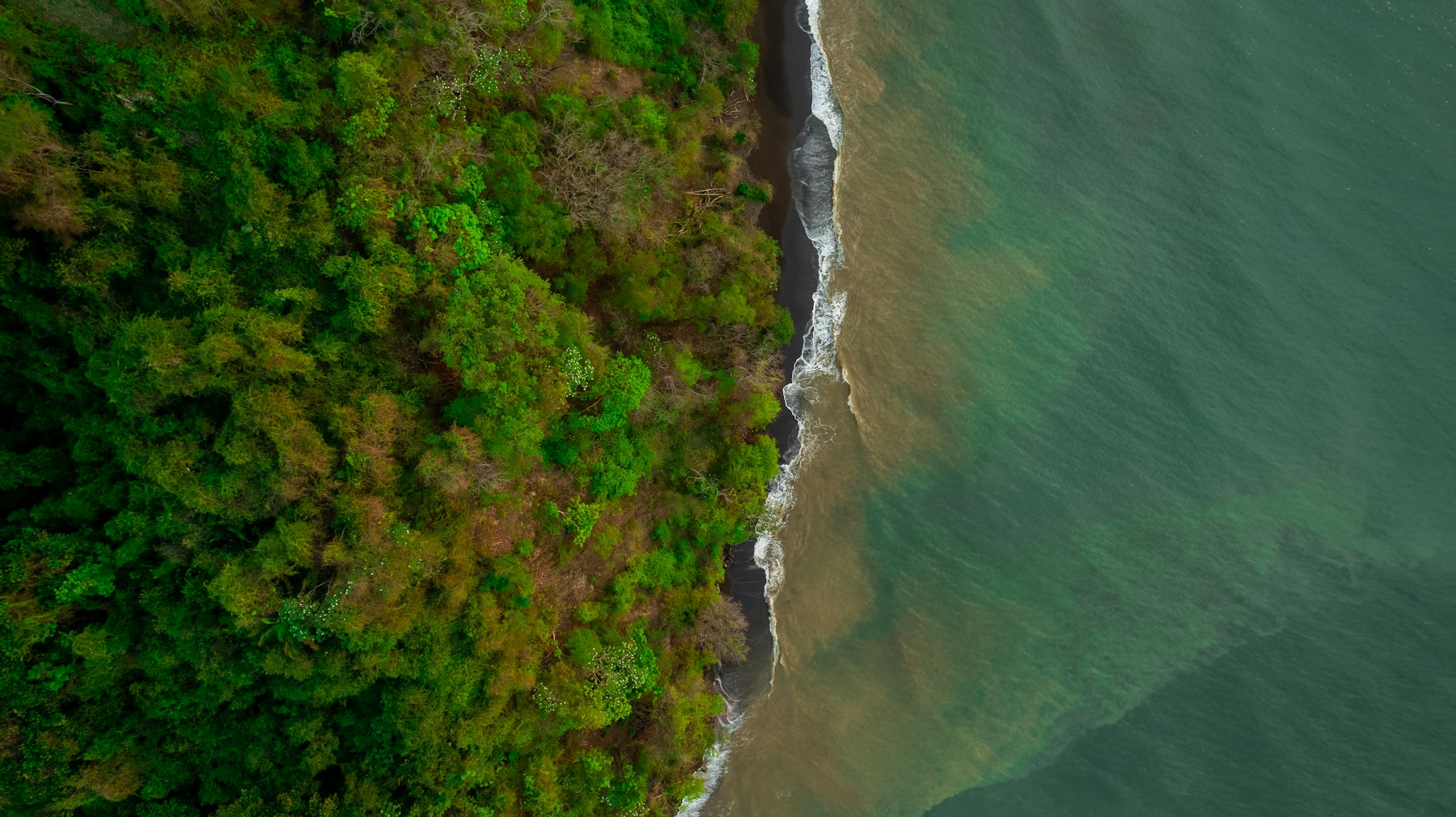 Aerial view of dense green forest meeting a dark sand shoreline and the Pacific Ocean.